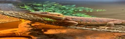 Bearded Dragon reptiles for sale: 2 bearded dragons for sale in Dereham - Advert 5