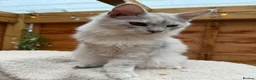 Maine Coon cats for sale: BLUE SILVER SHADED TICA REGISTERED  - Advert 9