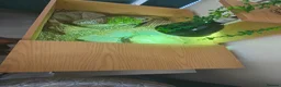 Tortoise reptiles for sale: Horsfield Tortoise age 6 - Advert 14