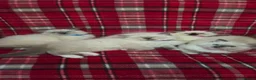 Persian cats for sale: 4 Persian x Ragdoll kittens in Glasgow - Advert 13