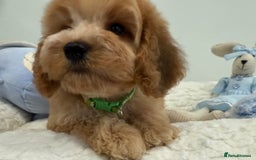 Cockapoo dogs for sale: Ready Dec 20th. Fully dna & health tested clear - Image 30