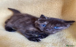 Maine Coon cats for sale: Maine coon x - Image 14