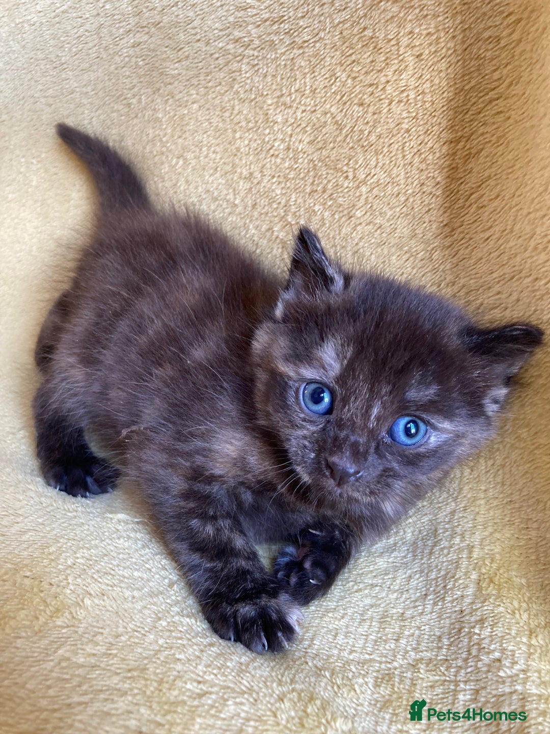 Maine Coon cats for sale: Maine coon x - Image 14