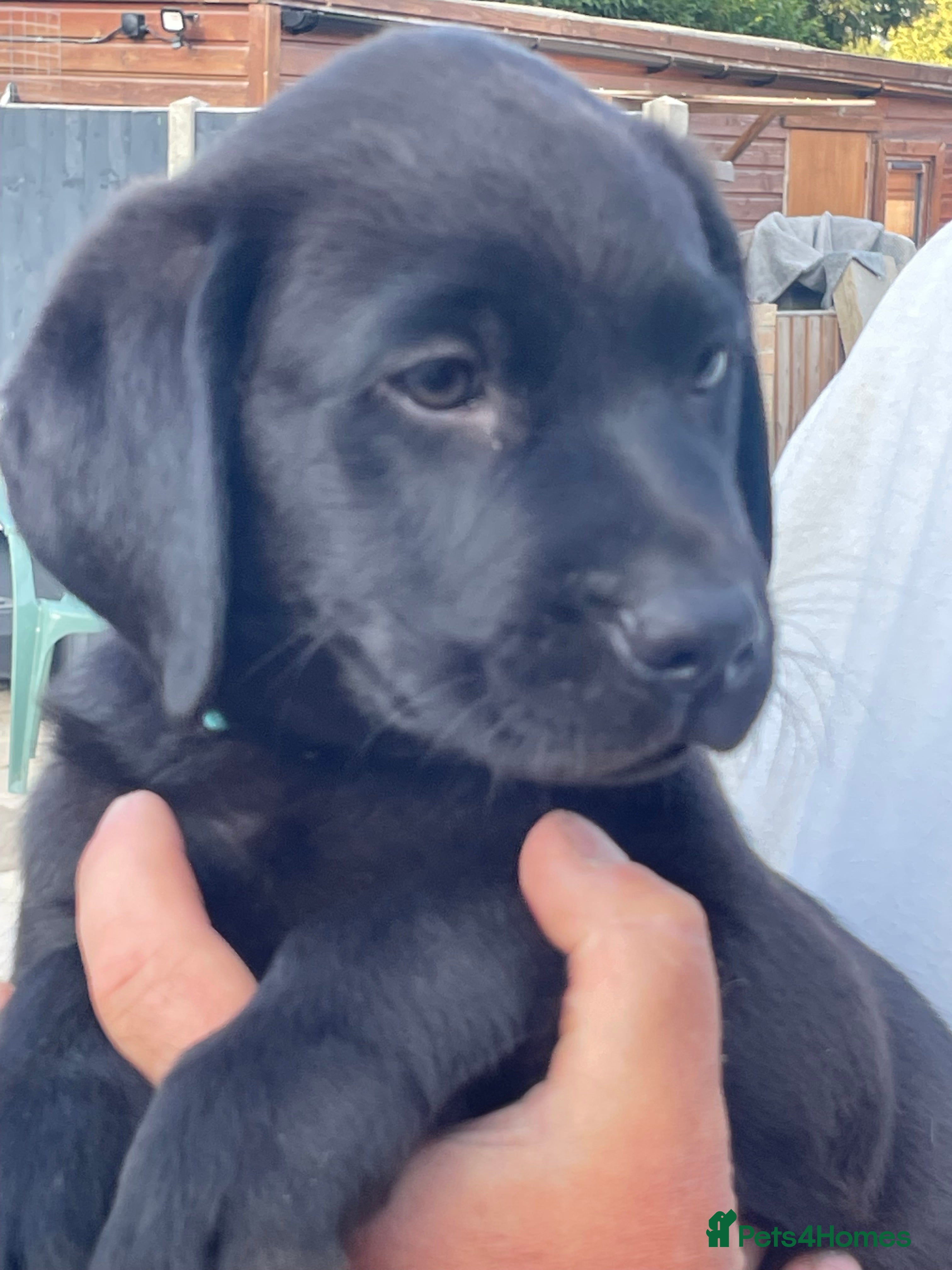 Labrador Retriever dogs Labrador puppies  - Advert 2