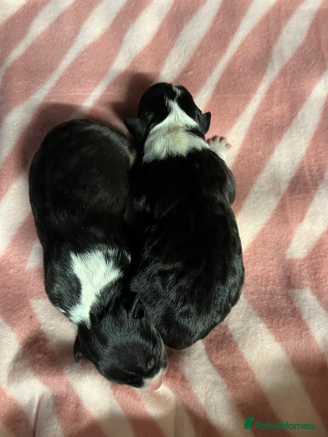 English Bull Terrier dogs for sale: 2 female 1 male  - Image 3