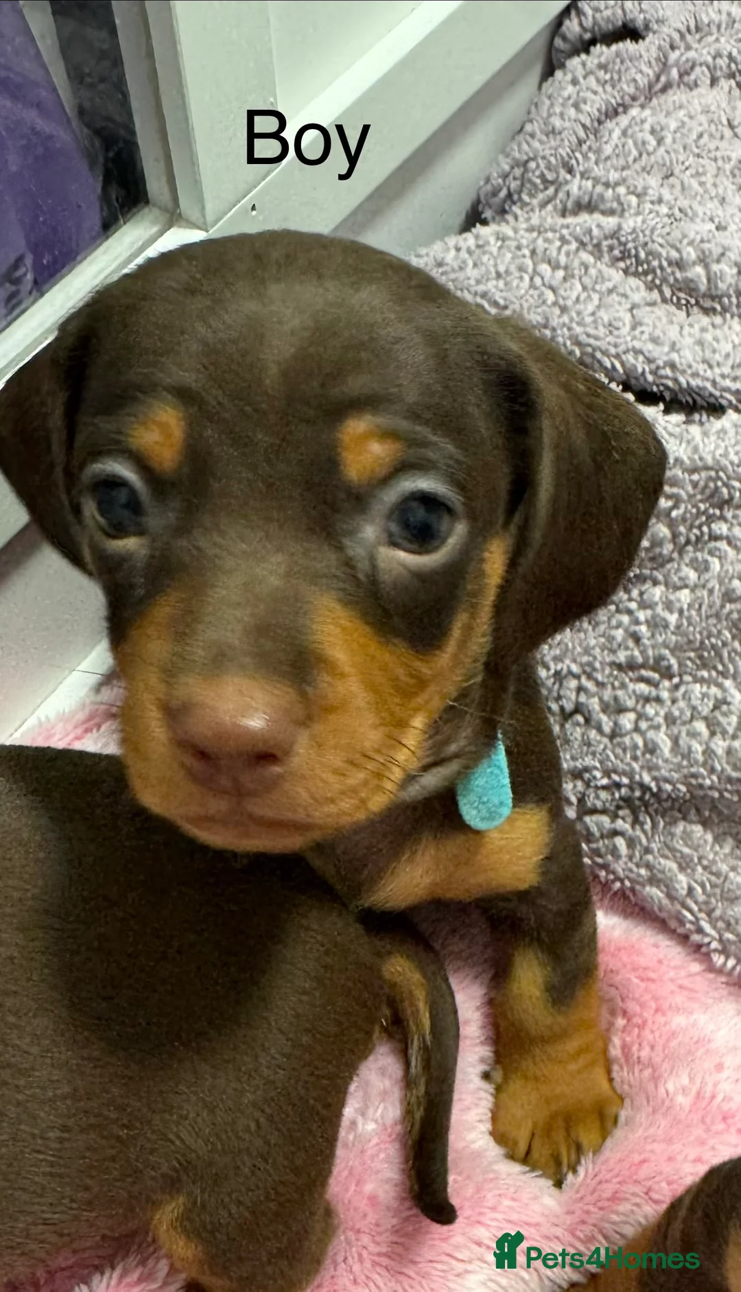 Miniature Dachshund dogs for sale: Miniature dachund puppies smooth hair  - Advert 7