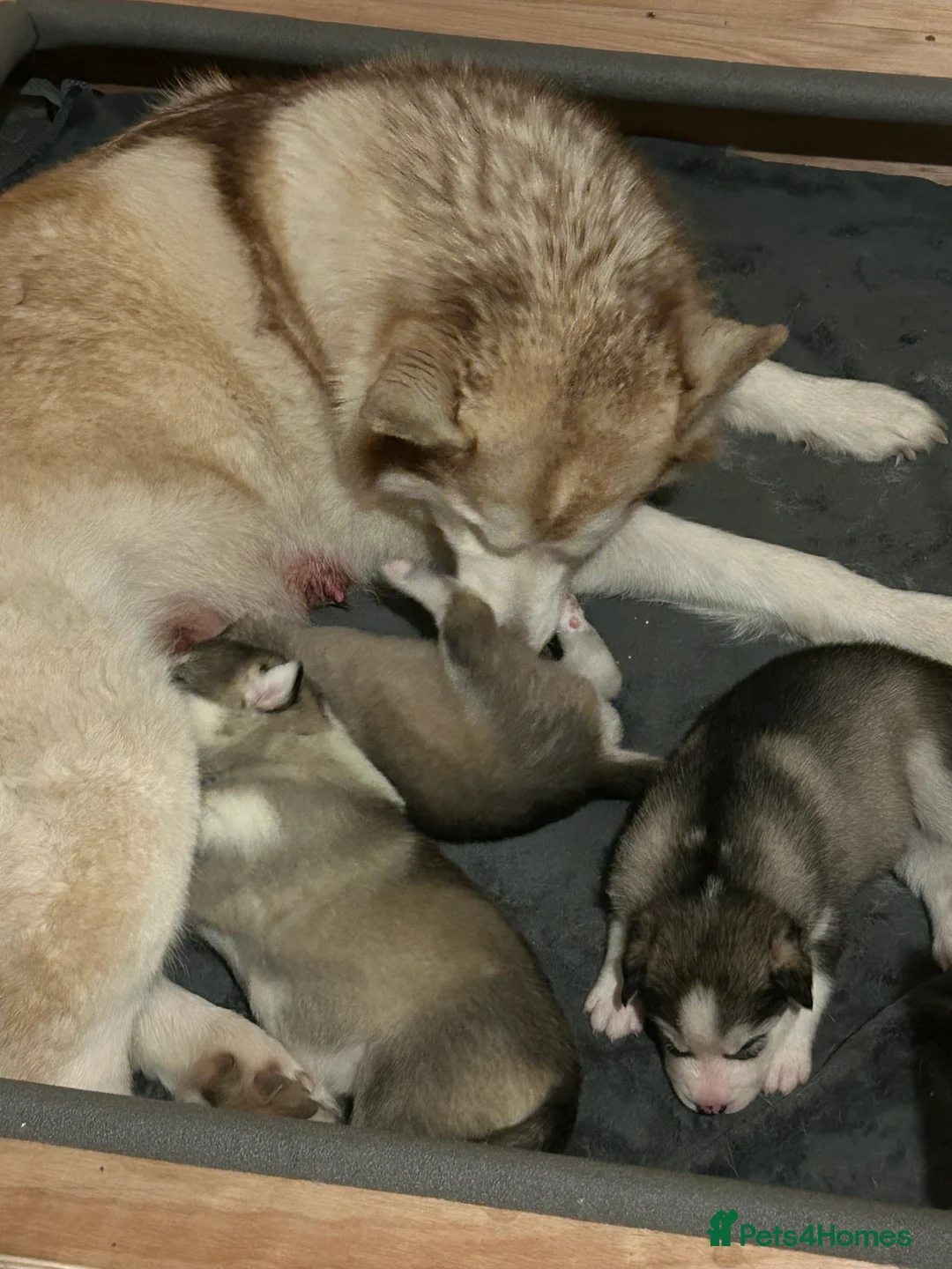 Siberian Husky dogs for sale: Siberian husky  - Advert 28