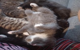Maine Coon cats for sale: Little Half Main Coons - Image 4