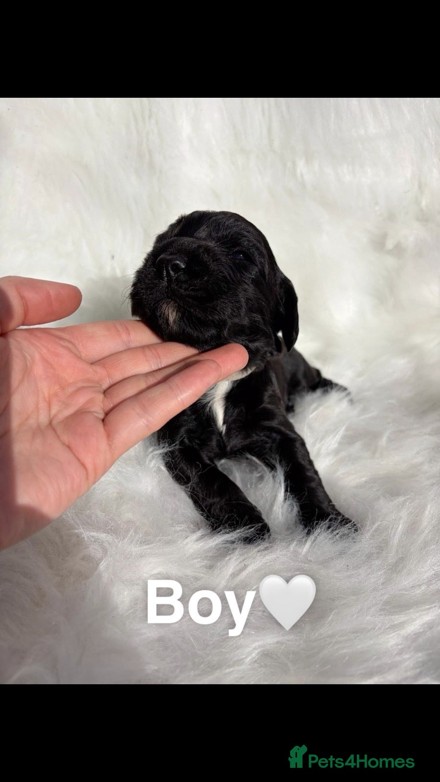 Cocker Spaniel dogs Working cocker spaniel puppies - Advert 18