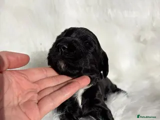 Cocker Spaniel dogs Working cocker spaniel puppies - Advert 18