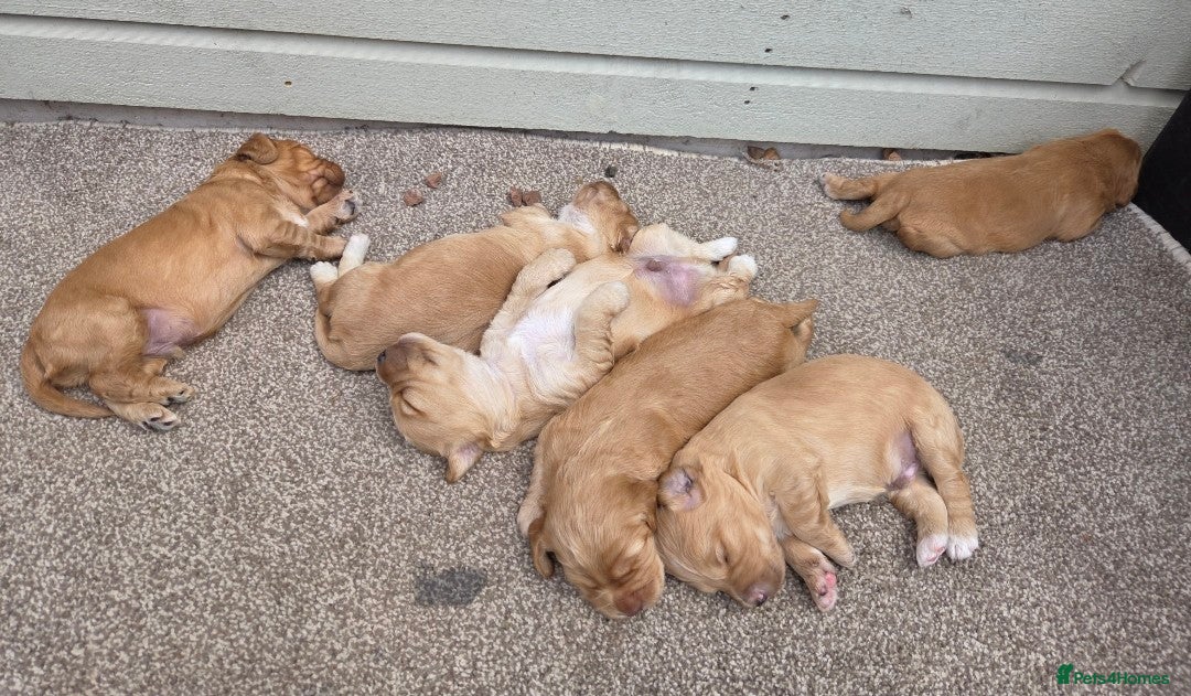 Cockapoo dogs for sale: Cockapoo puppys for sale - Image 5