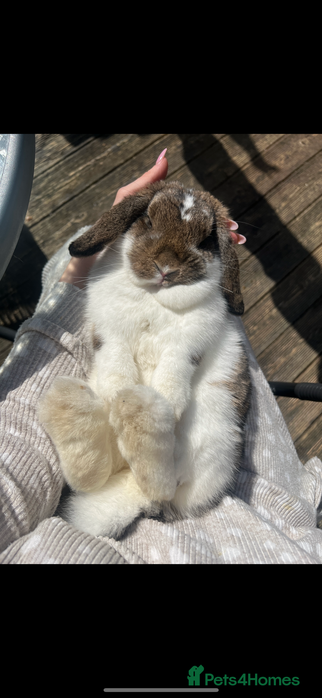 Mini Lop rabbits for sale: 2 mini lops  - Image 2