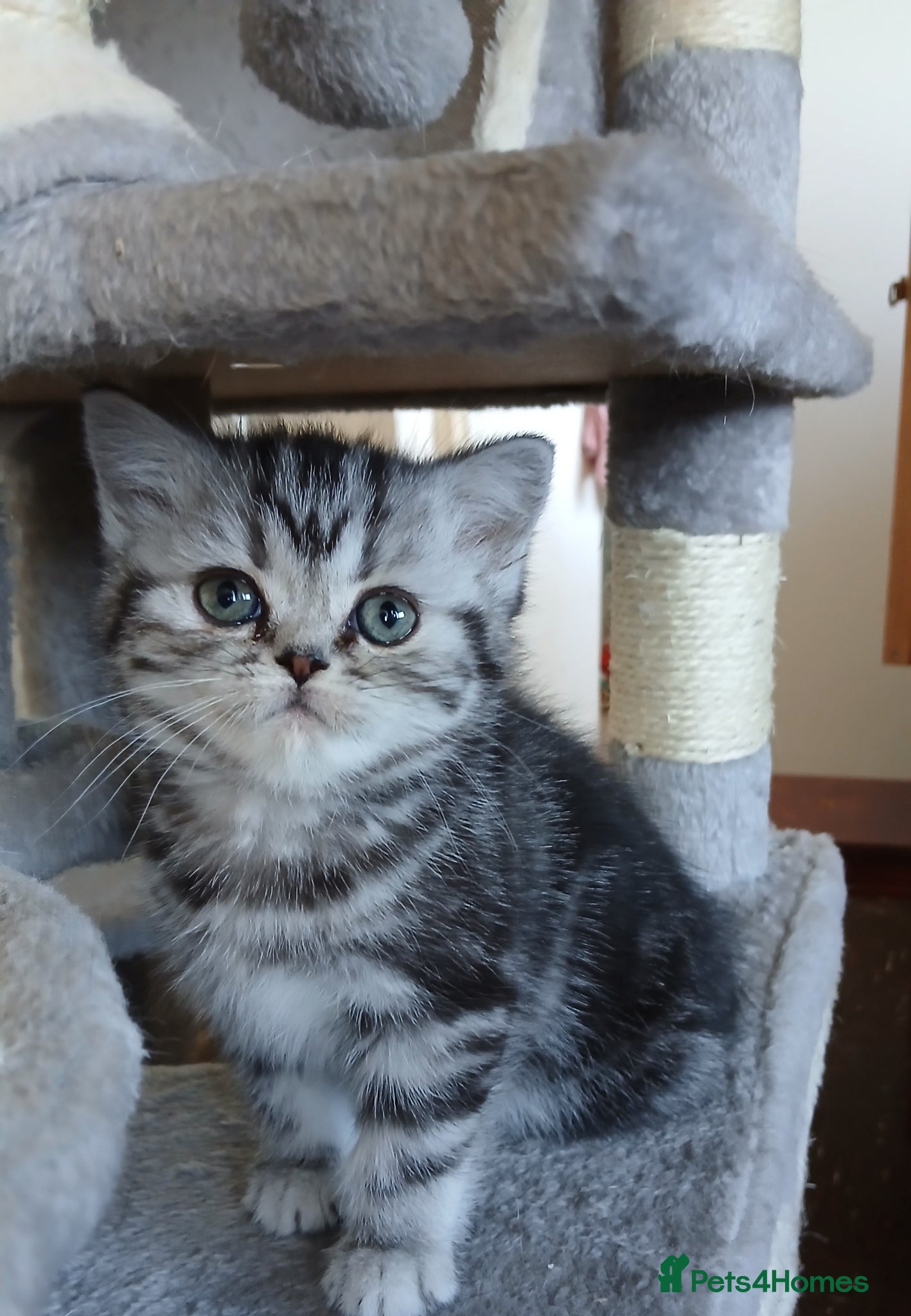 British Shorthair cats for sale: Bsh. Silver Classic Tabby . - Advert 18