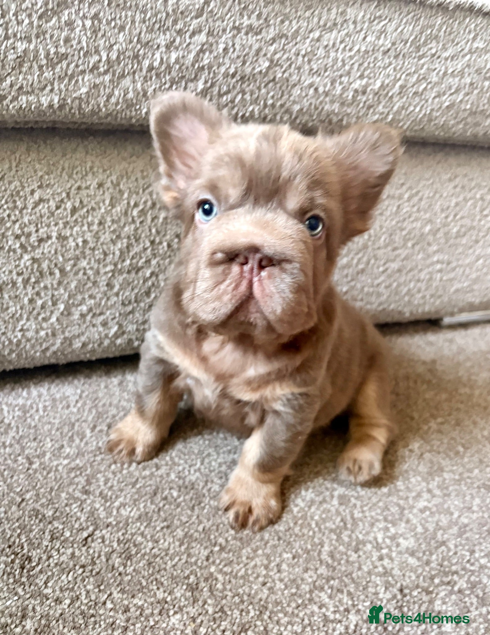French Bulldog dogs MASSIVELY REDUCED!!READY TO LEAVE-french bulldogs - Advert 1