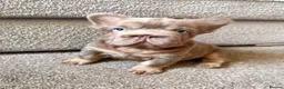 French Bulldog dogs for sale:  MASSIVELY REDUCED AGAIN!!READY TO LEAVE-frenchies - Advert 3