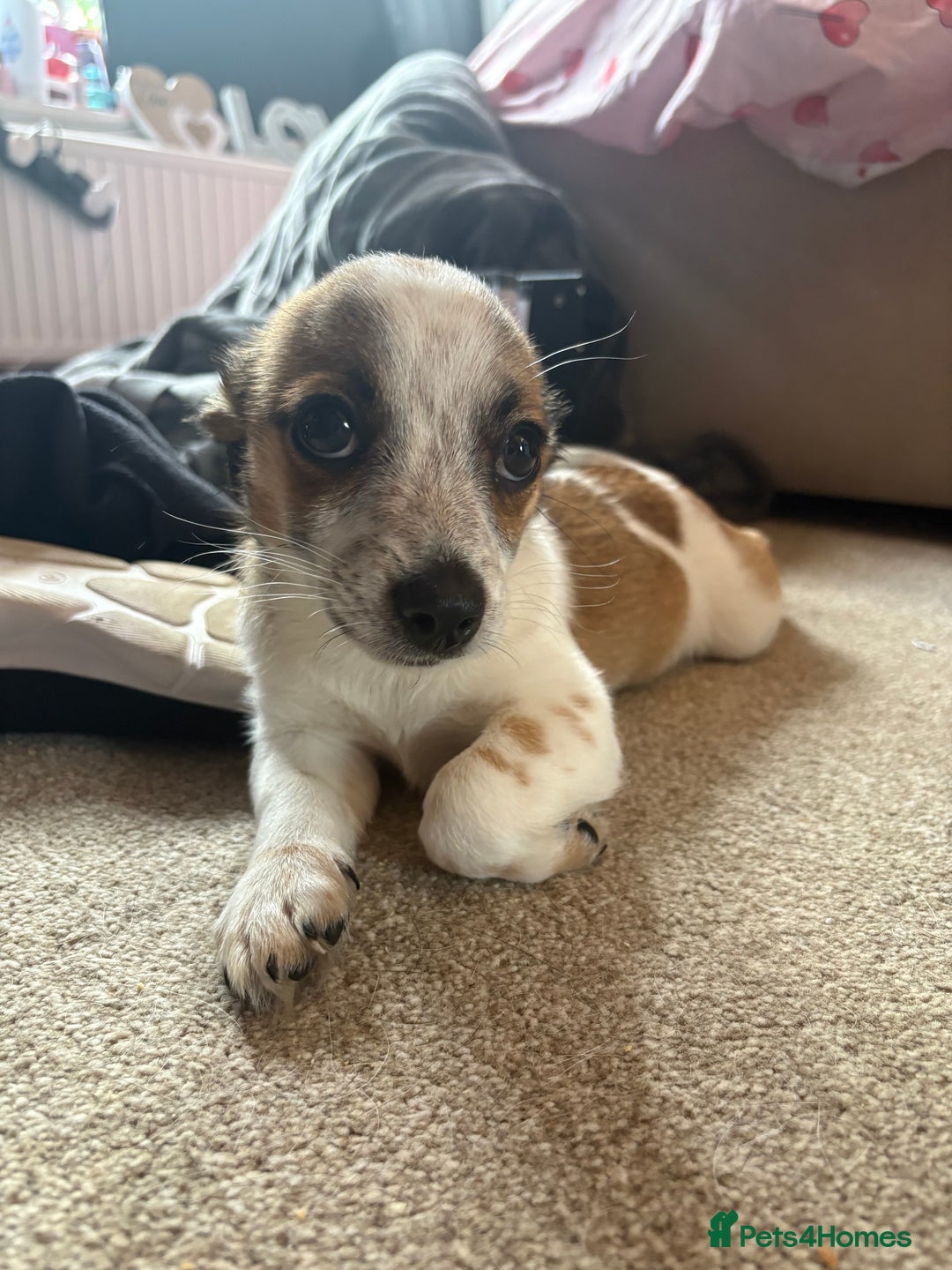 Mixed Breed dogs for sale: Jack Russell Chihuahua Puppy🐾 - Image 1