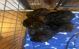 Mixed Breed dogs for sale: Chocolate sable Cockapoo x bichon  - Image 8