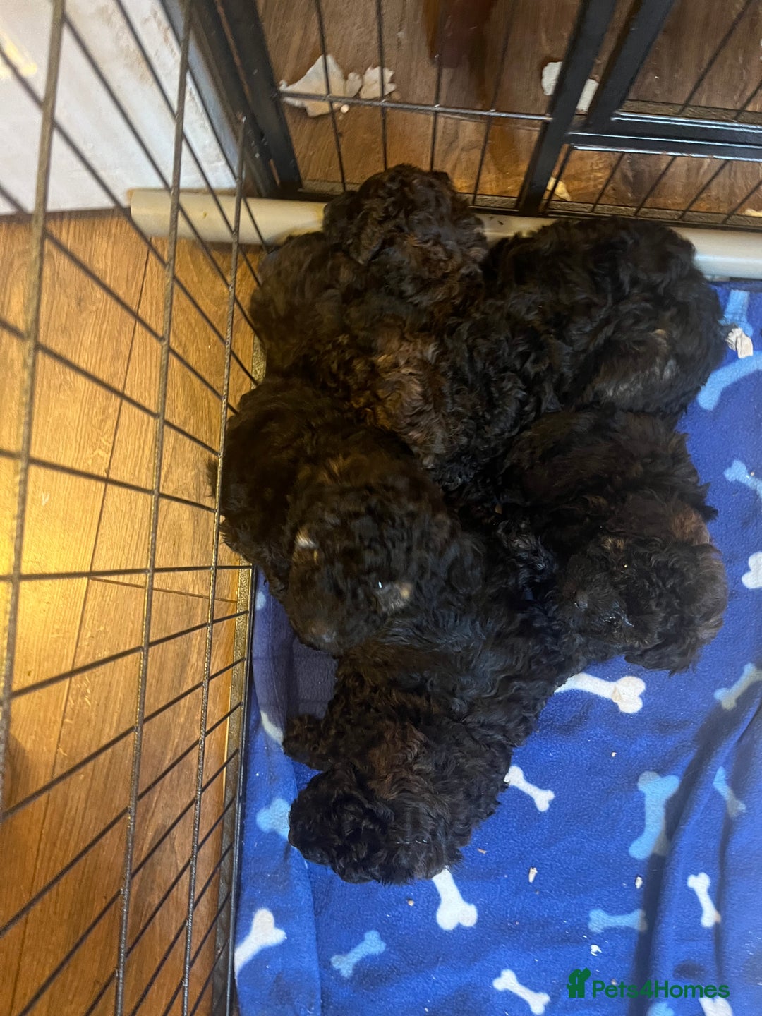 Mixed Breed dogs for sale: Chocolate sable Cockapoo x bichon  - Image 8