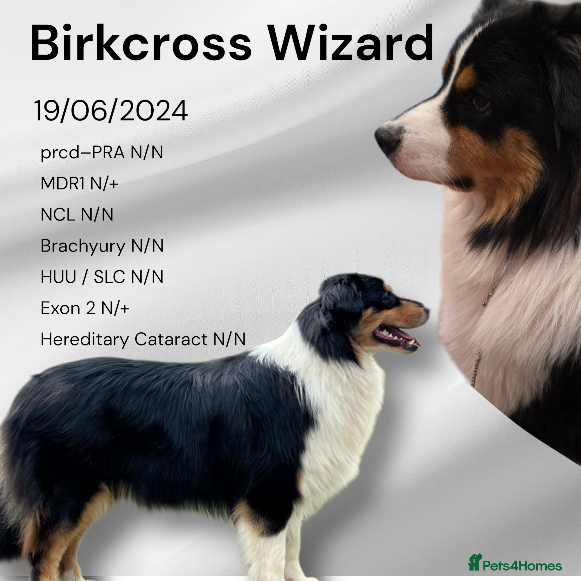 Australian Shepherd dogs Proven Australian Shepherd Stud - Advert 1