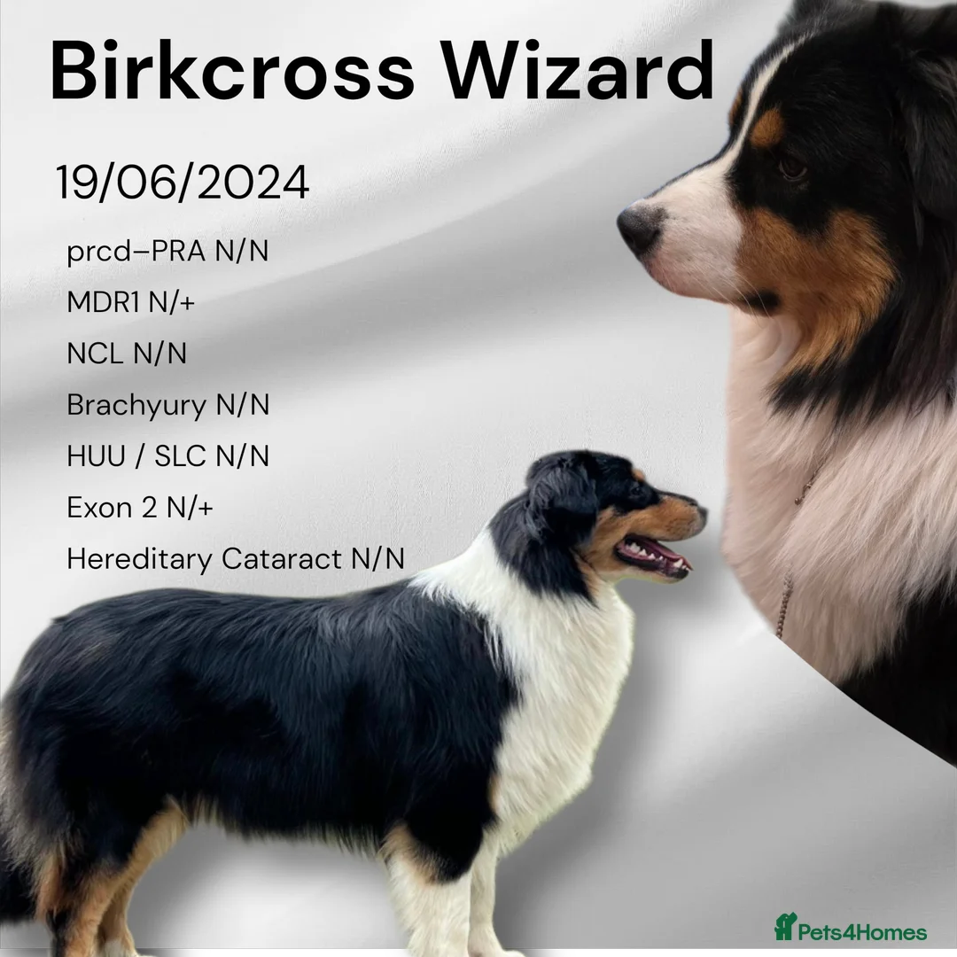 Australian Shepherd dogs for stud: Proven Australian Shepherd Stud - Advert 1