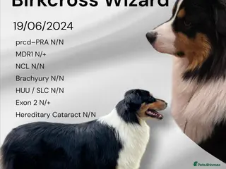 Australian Shepherd dogs Proven Australian Shepherd Stud - Advert 1