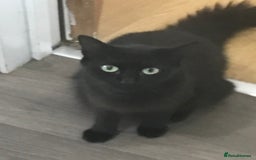 Mixed Breed cats for sale: Fur babies - Image 7