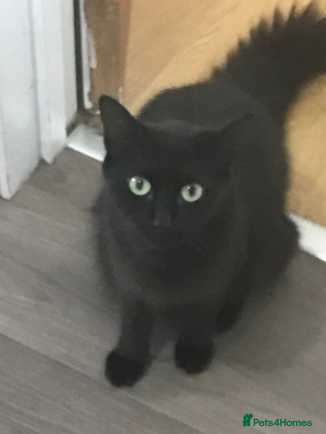 Mixed Breed cats for sale: Fur babies - Image 7