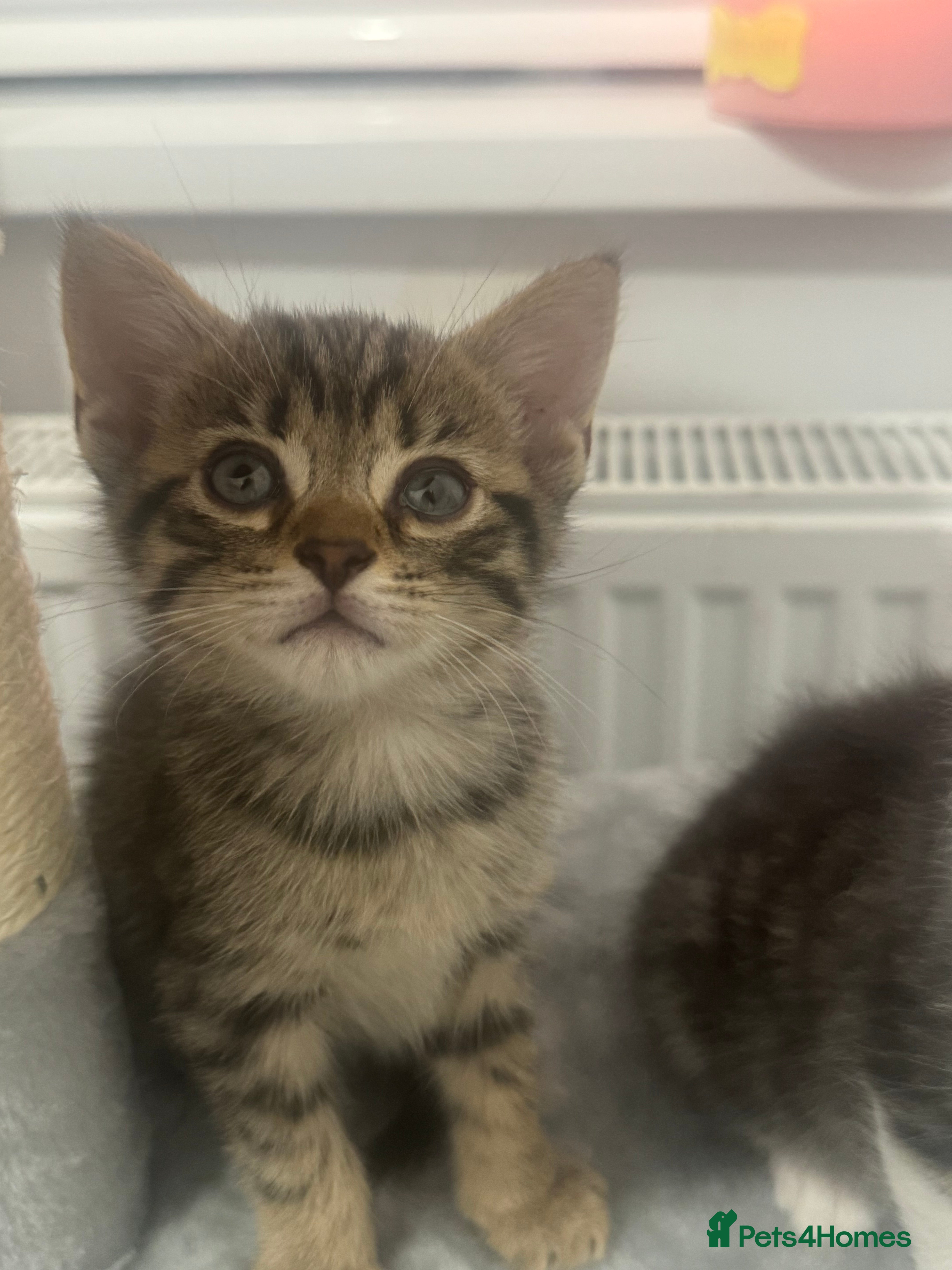 Mixed Breed cats 🐾 5 Beautiful Kittens Looking for Loving Homes 🐾 - Advert 5