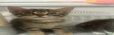 Tabby kitten 