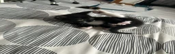 Mixed Breed cats for sale: Little cuties need new homes in Bordon - Advert 3