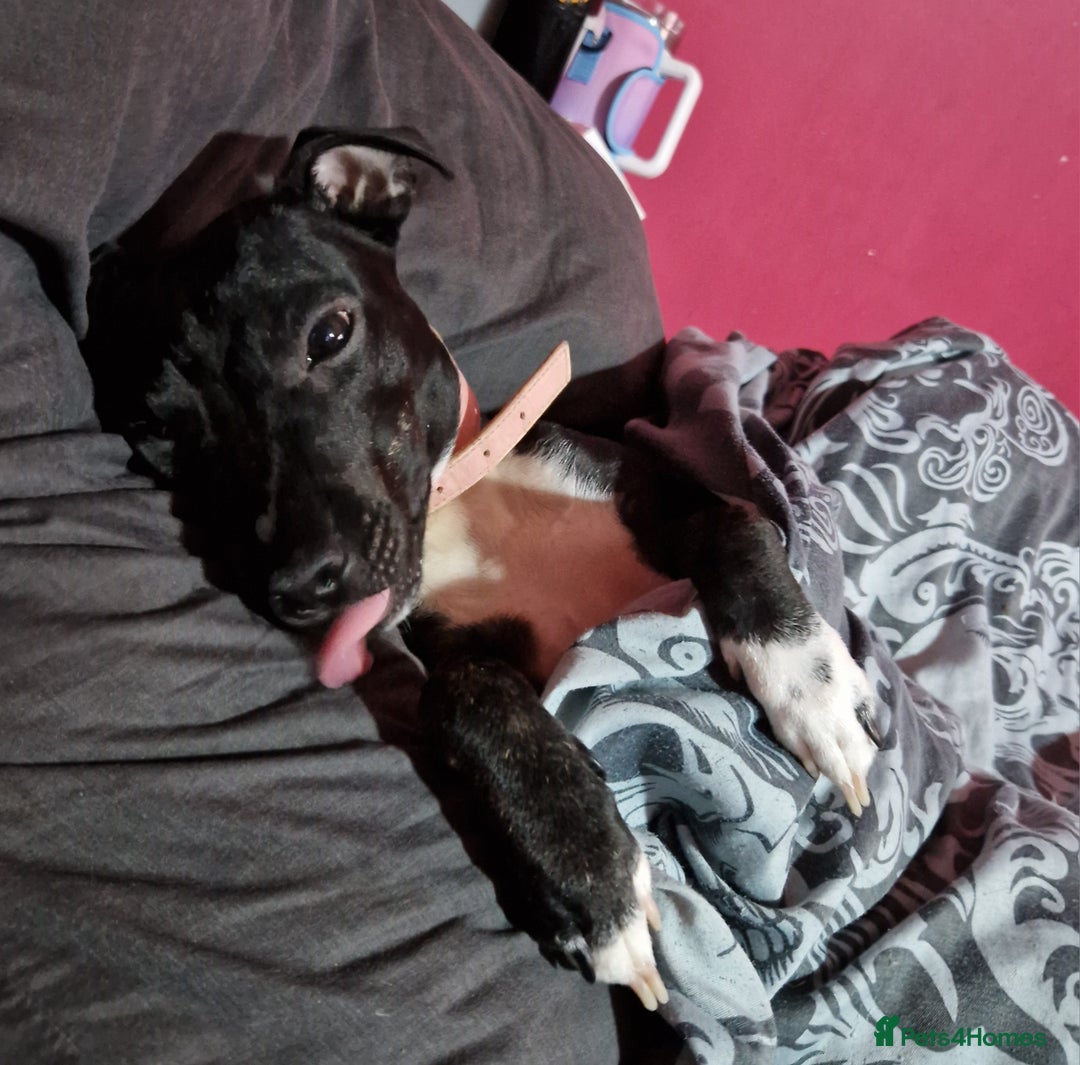 Mixed Breed dogs for sale: Loving Dog needs Loving Home  - Image 1