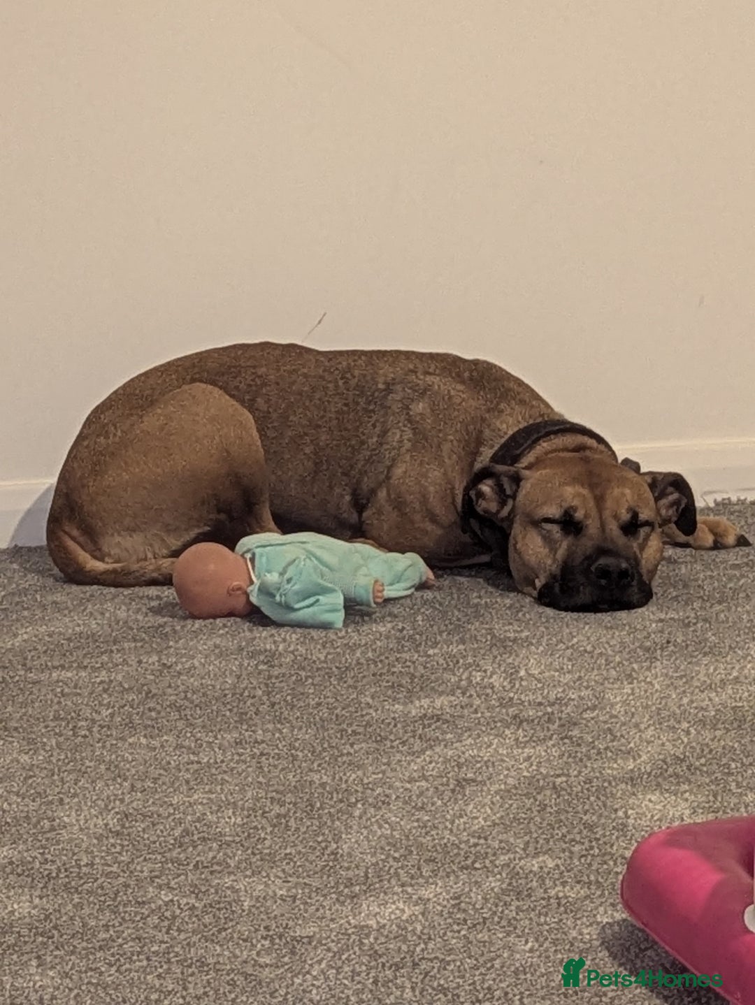 Mixed Breed dogs for sale: Cane corso x American bully female  - Advert 3