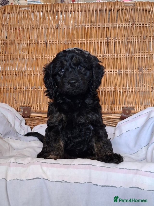 Beautiful Black and Black/Tan F1 Cavapoo puppies. for sale in ...