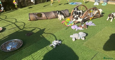 English Springer Spaniel dogs - Advert 8