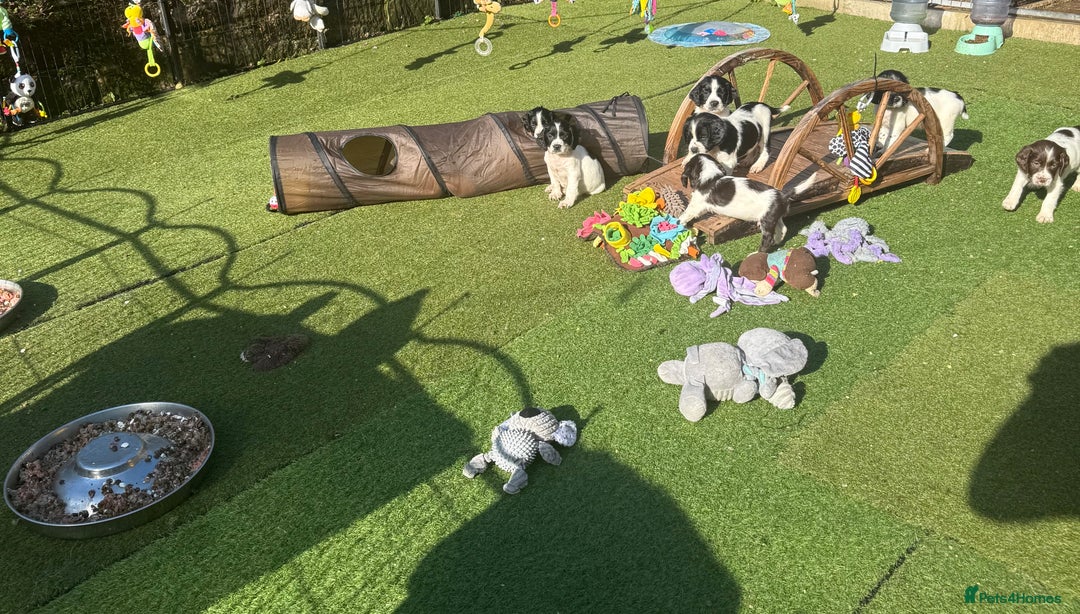 English Springer Spaniel dogs for sale: Kc reg  dna tested springer spaniels  - Image 7