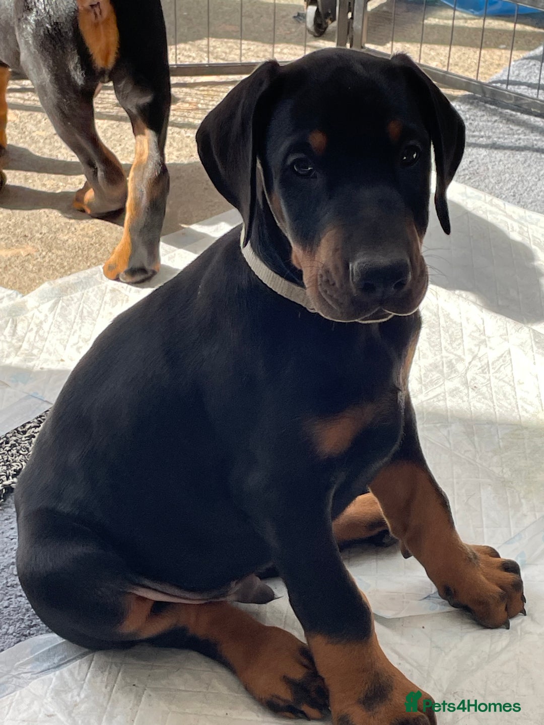 Dobermann dogs for sale: KC REG Fully health tested parents - Image 33