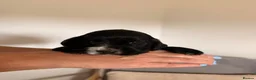 Cocker Spaniel dogs for sale: Kennel Club Registered Cocker Spaniel boy puppies. - Advert 7