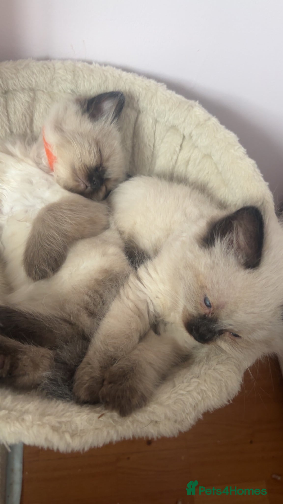 Ragdoll cats for sale: Beautiful pair of ragdoll boys - Advert 1
