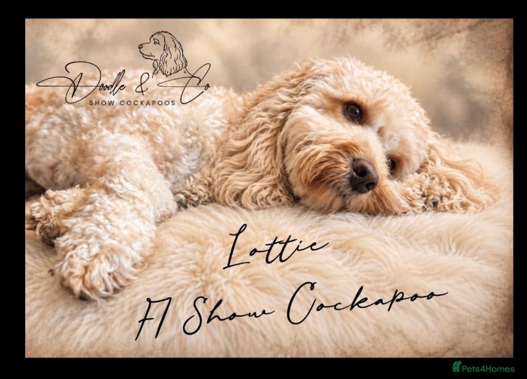 Cockapoo dogs Stunning health tested F1b Cockapoo puppies - Advert 4