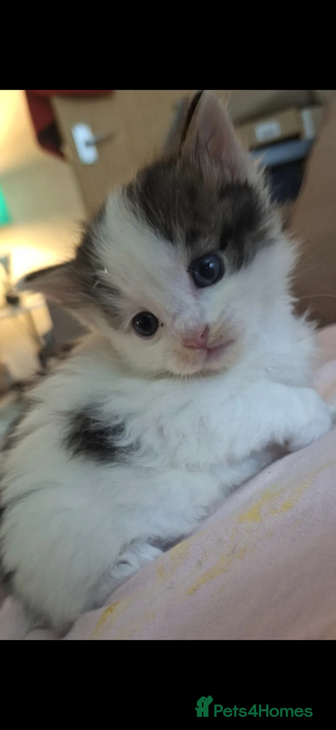 RagaMuffin cats for sale: Gorgeous ragdoll x  - Advert 1