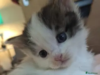 RagaMuffin cats Gorgeous ragdoll x - Advert 4