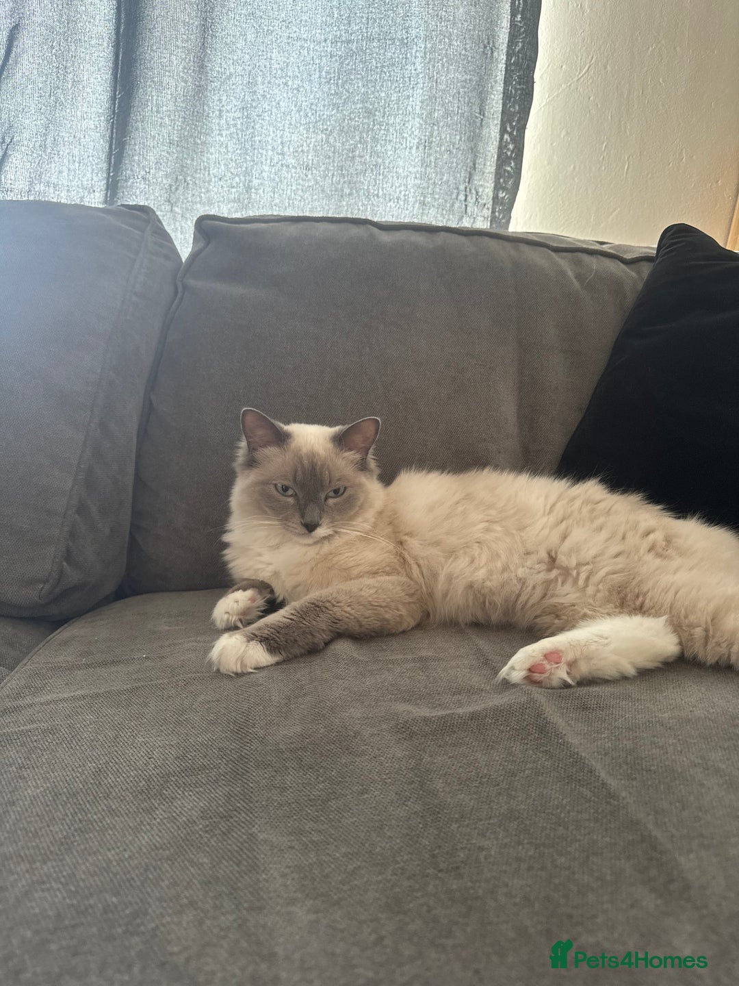 Ragdoll cats for sale: Lucky - rehoming  - Image 2