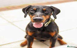 Dobermann dogs for stud: Stud duties only in Bridgend - Image 3