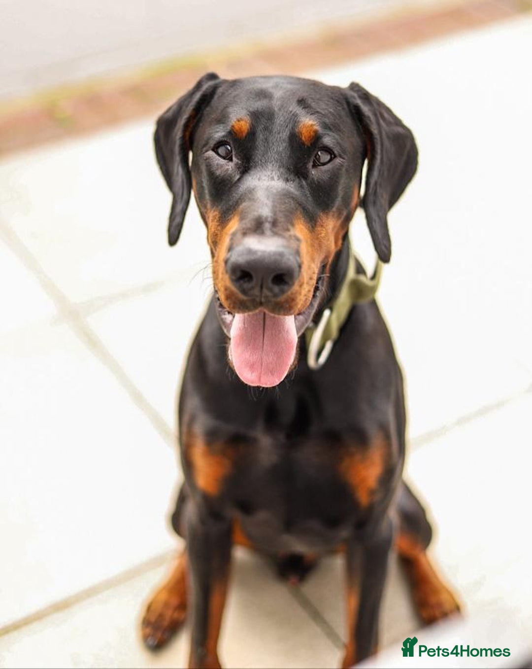 Dobermann dogs for stud: Stud duties only in Bridgend - Image 3