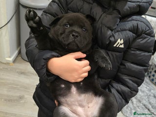 Mixed Breed dogs Chaffy puppies - Advert 6