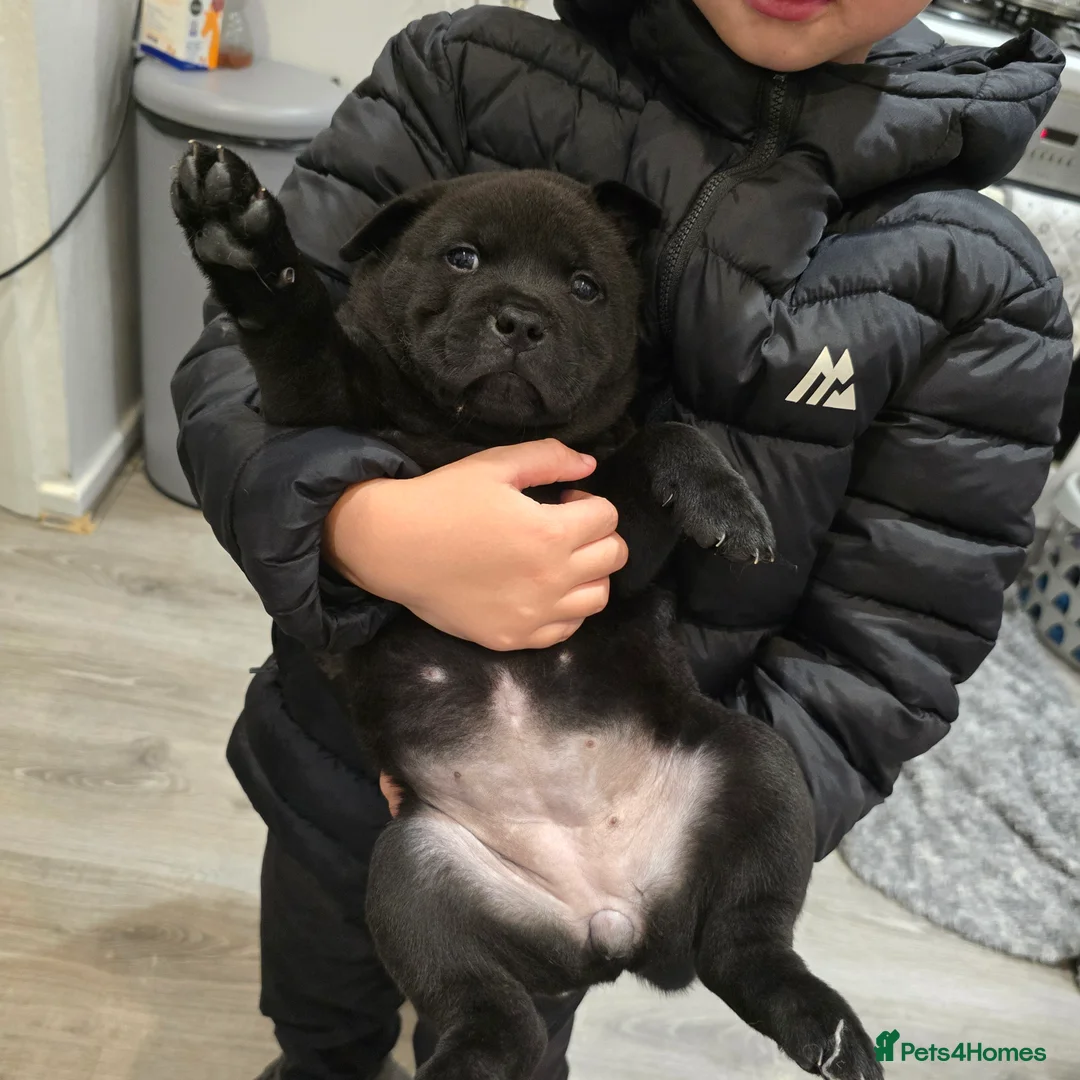 Mixed Breed dogs for sale: Chaffy puppies - Advert 2