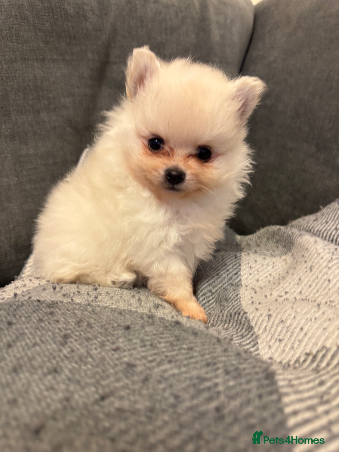 Pomeranian dogs for sale: Gorgeous Pomeranian puppies - Image 20