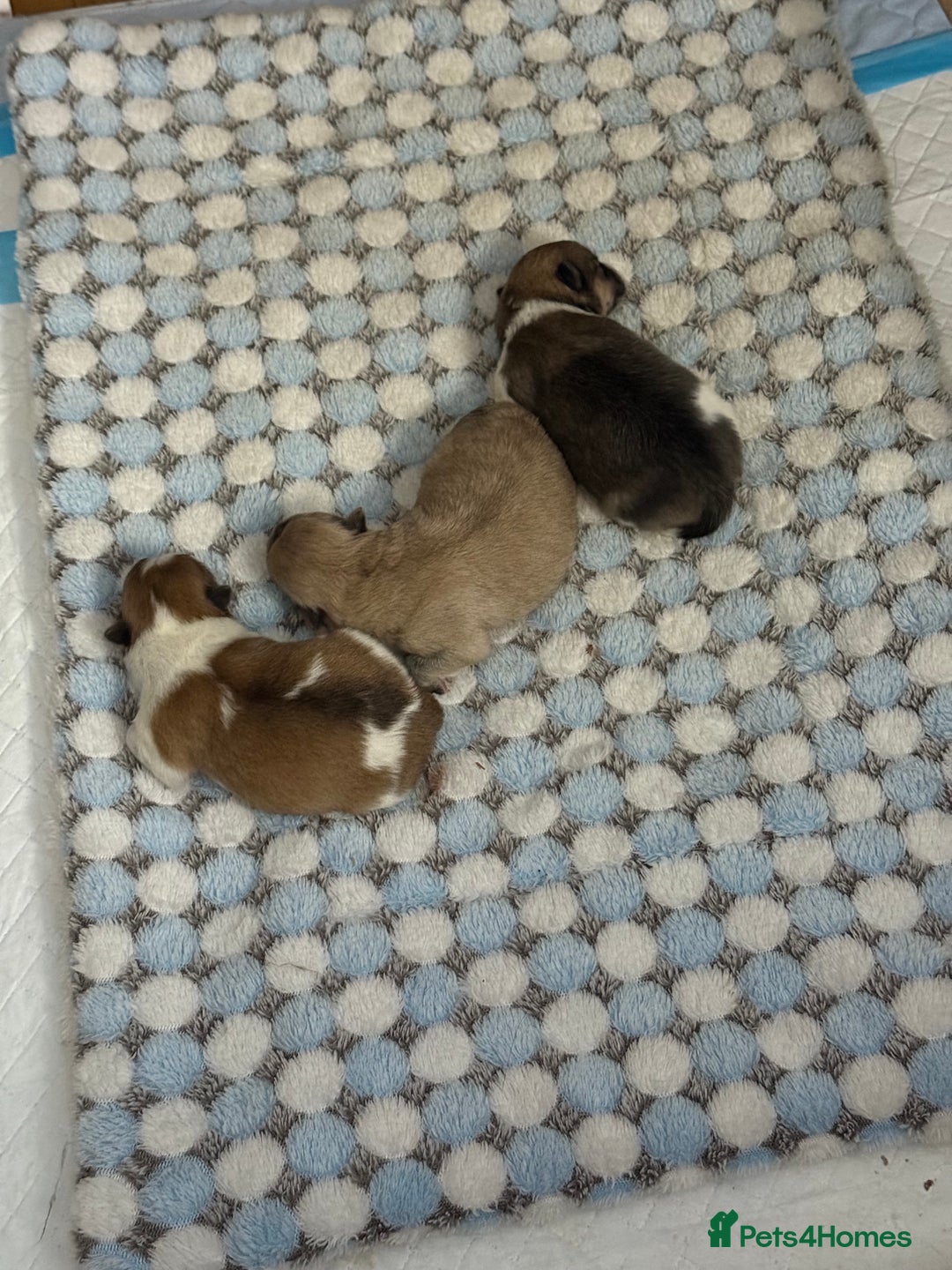 Pomchi dogs for sale: 3/4 Pom 1/4 chi Pomchi F1BB - Advert 7