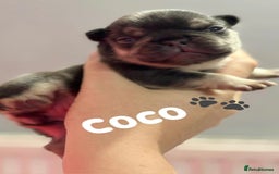 French Bulldog dogs for sale: Chunky French bulldog puppies  - Image 40