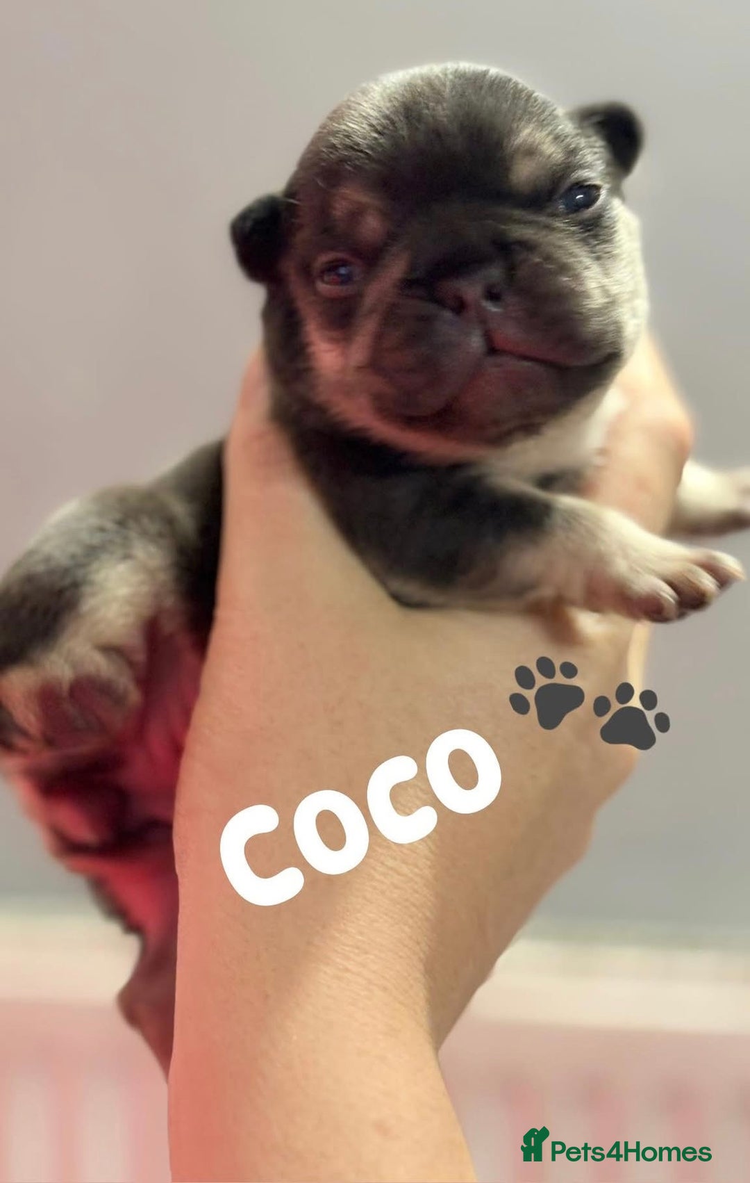 French Bulldog dogs for sale: Chunky French bulldog puppies  - Image 40